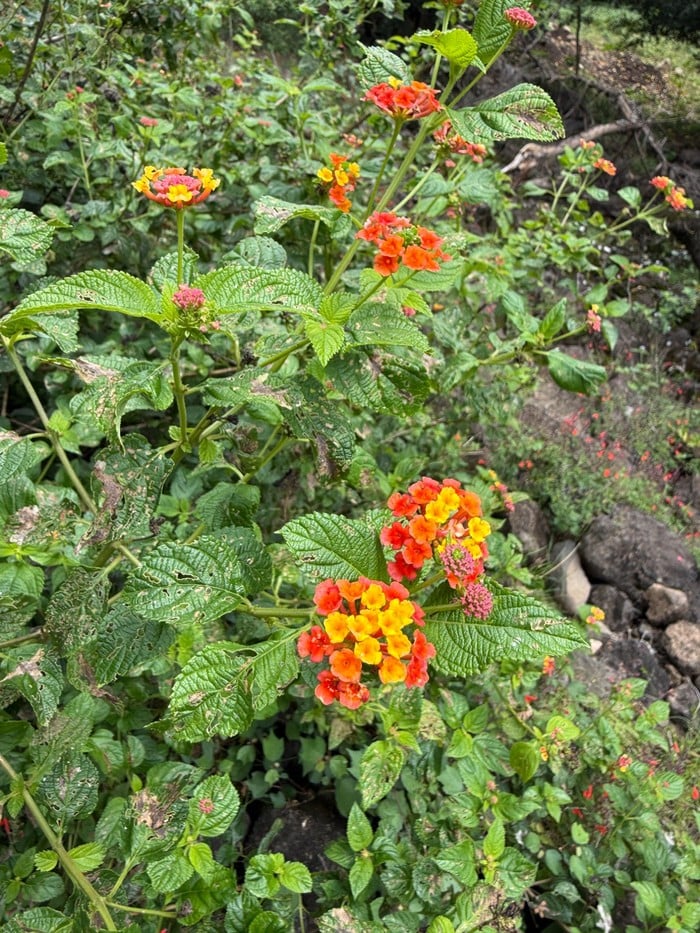 Maleny Trip, Photo 3