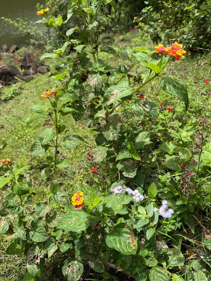 Maleny Trip, Photo 5