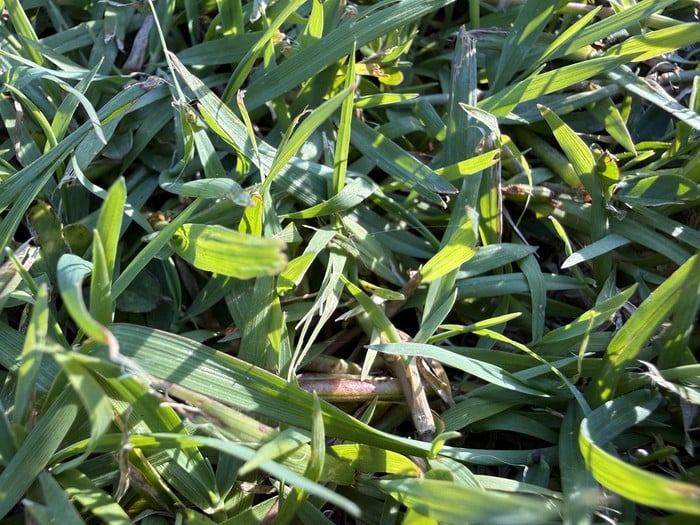 Dan Scott, Grass, Detail, 700W