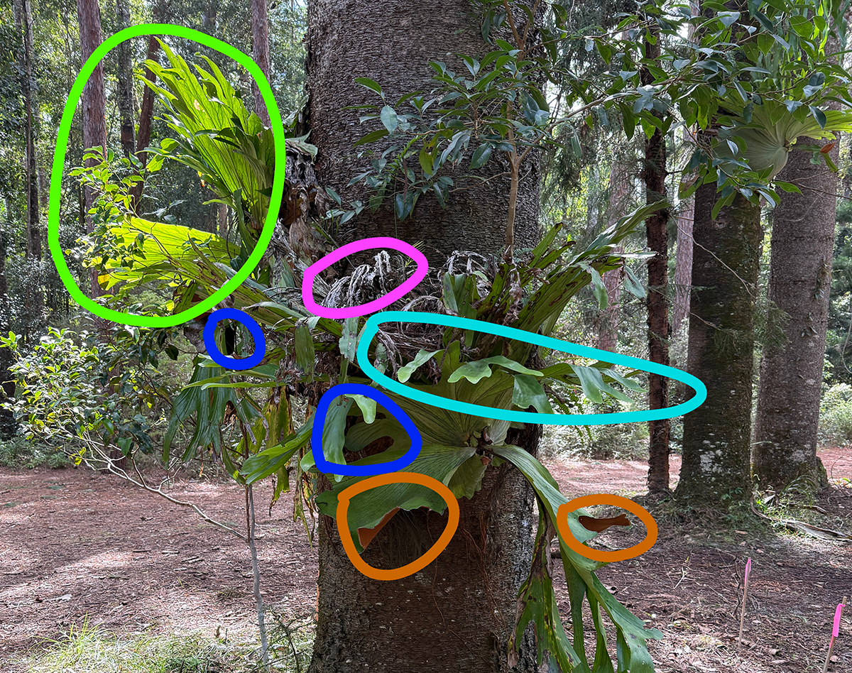Dan Scott, K’gari Ferns, 2026, Draw Over